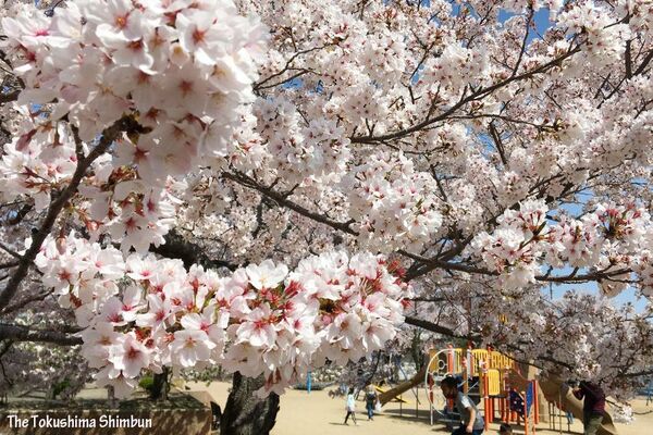 前山公園(石井)で桜満開　徳島気象台の標本木も