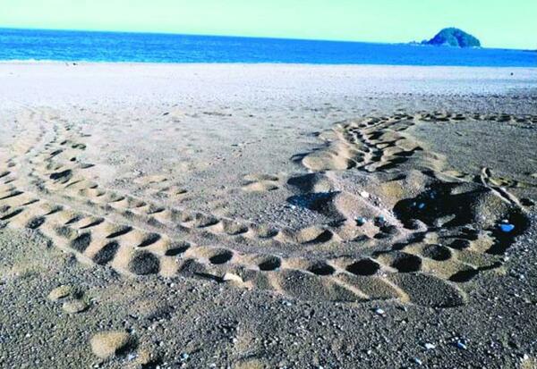 【未来との約束】ウミガメ㊤－1　大里松原海岸　産めない浜さまよい