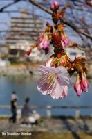 ピンクのかれんな花をつけて咲き始めた蜂須賀桜＝徳島市の徳島中央公園