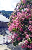 色鮮やかな花を咲かせるサルスベリ＝つるぎ町半田の多聞寺