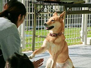 救護から5年後、元気な姿を見せるリンリン=2011年11月、徳島県神山町の県動物愛護管理センター