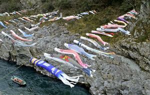 大歩危峡を遊泳するこいのぼり＝三好市山城町の吉野川