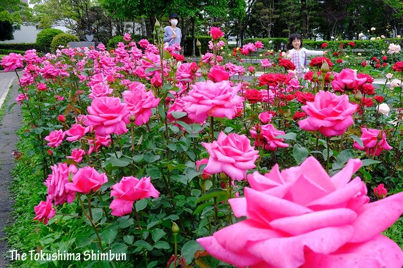 色とりどりのバラ満開　徳島中央公園、6月初旬まで見頃