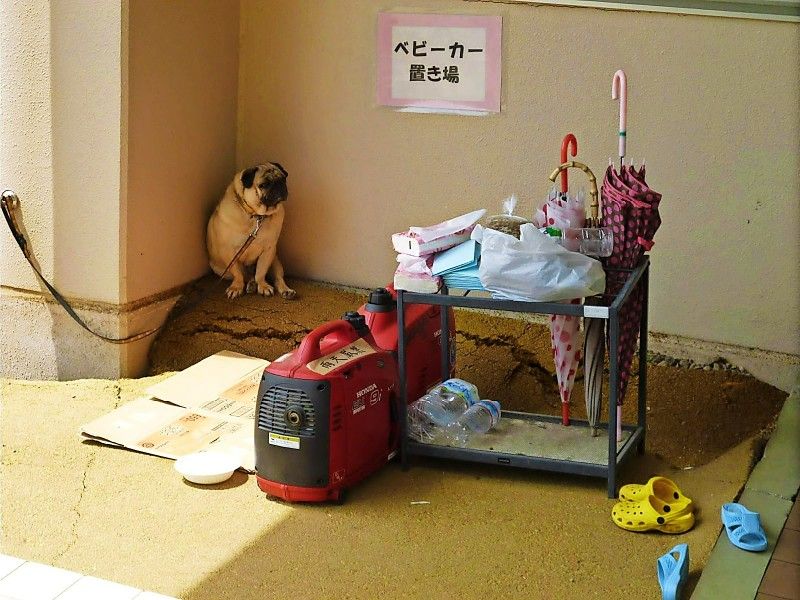 飼い主の７割近くが「災害時にペットを避難所に連れて行きたい」　徳島地方自治研究所のアンケート