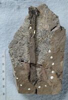 獣脚類と推定される肢骨の化石(県立博物館提供)