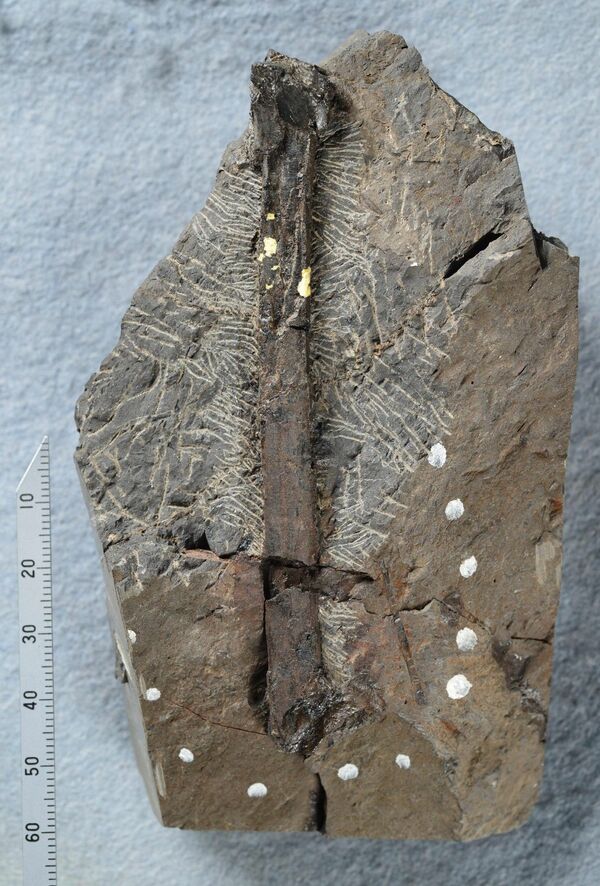 ２メートルの肉食恐竜？化石、勝浦で再び発見　ボーンベッド広範囲に