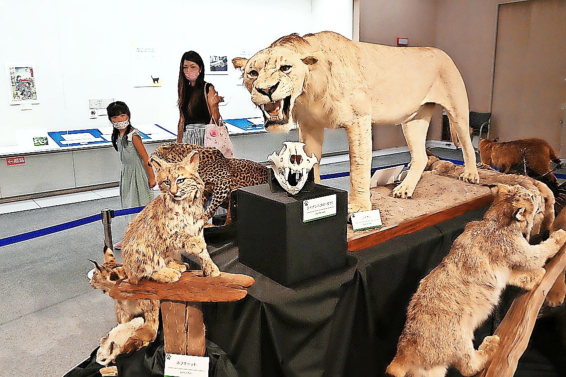 ネコの歴史や人との関係などを紹介するネコ展=徳島市の県立博物館