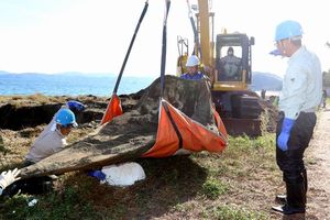 骨格標本にするため掘り出されたマッコウクジラの頭部の骨＝阿南市中林町の中林海岸