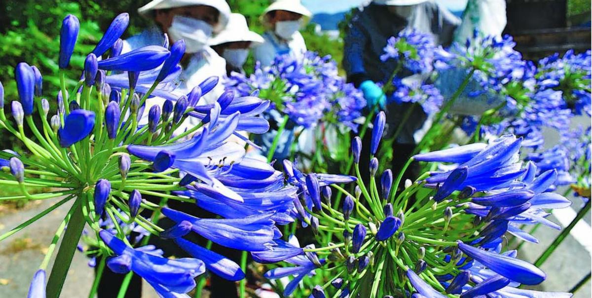 薄い青紫涼しげに 徳島県内でアガパンサス見頃 徳島の話題 徳島ニュース 徳島新聞