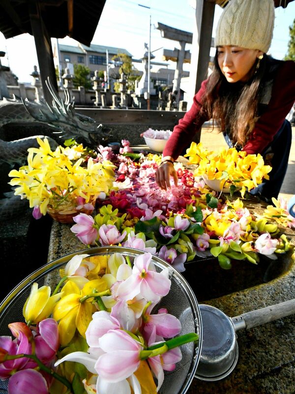 洋ランで彩る「花手水」、コロナ下の手水舎に　徳島市の四所神社