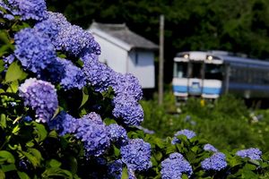 鮮やかな青い花が満開になったアジサイ=東みよし町毛田