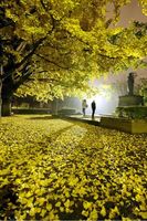街灯に照らされて黄金色に光る大イチョウ＝１１月２１日午後６時ごろ、徳島市の徳島中央公園