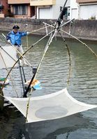 椿川で盛んに行われているシロウオ漁＝阿南市椿町