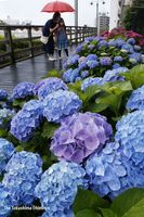 降りしきる雨の中、鮮やかな紫や青の花を咲かせたアジサイ=徳島市東船場町１の「しんまちボードウオーク」