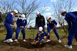 被爆桜の苗木を植える中野島小児童＝阿南市上中町の同校
