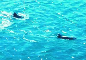鳴門海峡に現れたイルカの群れ=19日午前11時50分ごろ(小川さんの動画から)