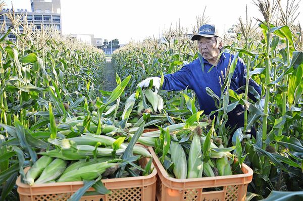 スイートコーンの収穫が最盛期　吉野川市