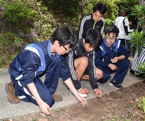 イシマササユリの球根を植える新野高と伊島中の生徒たち＝阿南市沖の伊島