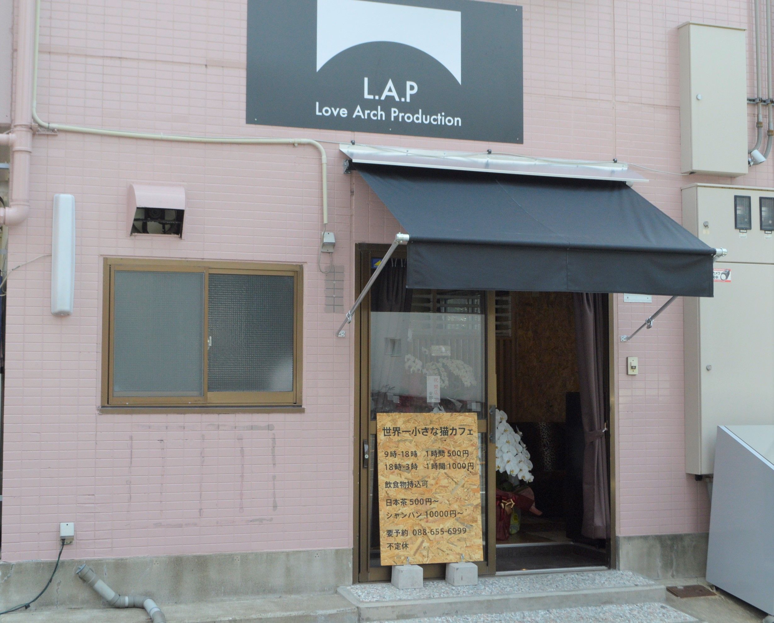 新店情報 徳島市に７月１日 猫カフェオープン 経済 徳島の話題 徳島ニュース 徳島新聞電子版
