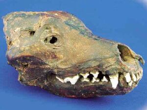 過去に美馬市で見つかったオオカミとされる頭骨(県立博物館提供)