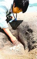蒲生田海岸で確認されたアカウミガメの卵=阿南市椿町
