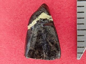 発見されたイグアノドン類の歯の化石=県立博物館提供