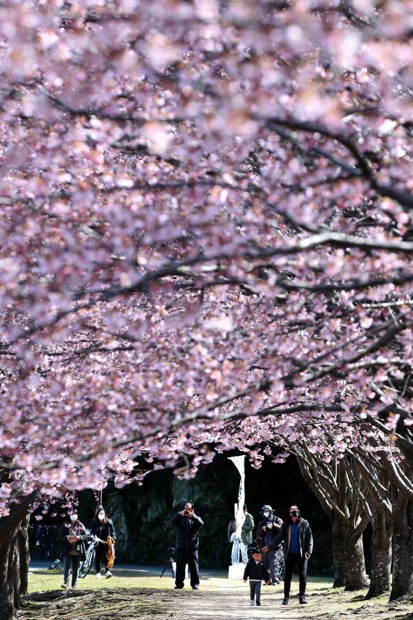 早咲きの「蜂須賀桜」が見頃　徳島中央公園