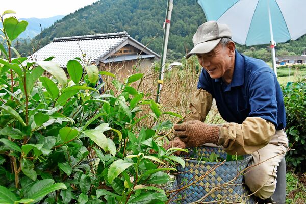 晩茶の摘み取り始まる　那賀町相生地区
