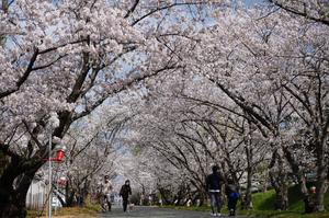 道路の両側に植わっているソメイヨシノが満開になり、ピンク色の花のトンネルをつくる＝２０２０年４月、石井町石井の徳島大生物資源産業学部農場