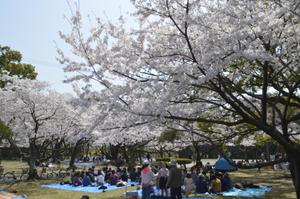 満開の桜の下で花見を楽しむ人たち=2018年3月、徳島市の徳島中央公園