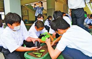 ゴーヤーの苗を植える板野中の生徒=板野町大寺