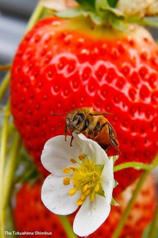 忙しそうなミツバチ 花から花へ飛び回る 二十四節気の啓蟄 徳島の話題 徳島ニュース 徳島新聞