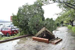 強風で根こそぎ倒れた樹木＝４日午後２時半、小松島市小松島町