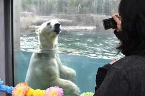 プールで泳ぐイワンを撮影する来園者＝徳島市のとくしま動物園北島建設の森