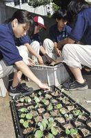 冬野菜の苗をポットに移す三好高校の生徒＝東みよし町の同校敷地農場