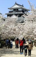 ソメイヨシノなどの桜が満開になって天守を彩った松山城本丸広場＝２０２０年４月、松山市丸之内 