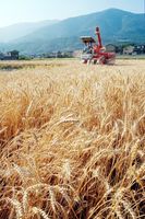 収穫期を迎え、黄金色に輝く小麦＝美馬市美馬町谷ヨリ西