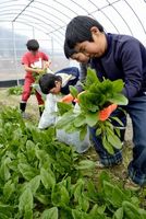 ホウレンソウを収穫する宍喰小の児童ら＝海陽町宍喰浦