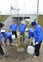 吉野川堤防近くに蜂須賀桜の苗木を植える会員。とくしまマラソンのコース沿いに植樹を続けている＝２月、上板町下六條