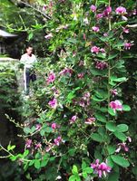 瑞巌寺の境内で見頃を迎えたハギの花＝徳島市東山手町３