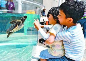 ウミガメを観察する子どもたち=美波町日和佐浦の日和佐うみがめ博物館カレッタ