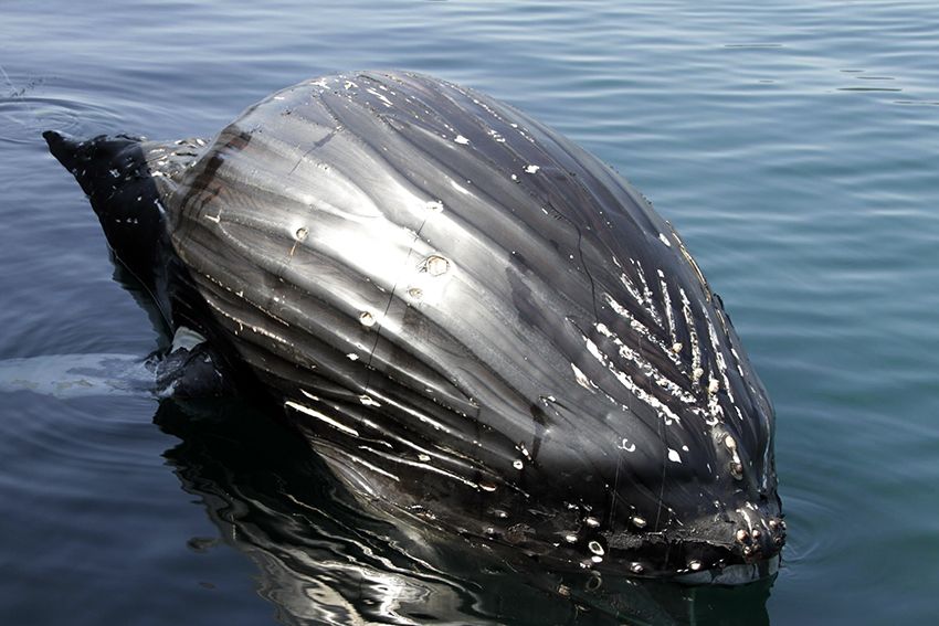 体長8メートルクジラの死骸 徳島 牟岐町沖で見つかる 徳島の話題 徳島ニュース 徳島新聞