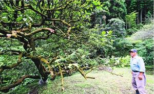 樹勢が衰え、葉が少なくなったスダチの古木を見守る所有者の橋本さん=7月、神山町鬼籠野