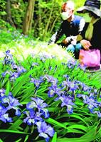 涼しげな花を咲かせたヒメシャガ=神山町の四国山岳植物園・岳人の森