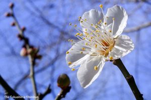 青空に映えるかれんな白梅の花＝徳島市の徳島中央公園