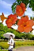 梅雨明けの青空の下、鮮やかなオレンジ色の花を咲かせたノウゼンカズラ＝徳島市の徳島中央公園