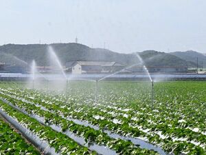 史上最短の梅雨明けで水不足が懸念される中、スプリンクラーで畑に水をまくサツマイモ農家=鳴門市里浦町