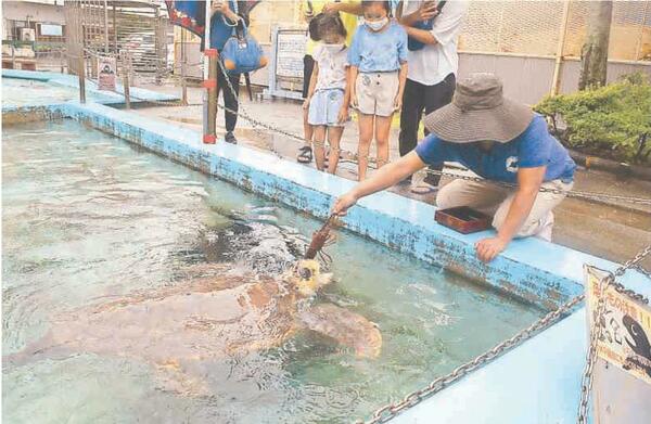 ウミガメ浜太郎、71歳の長寿祝う　飼育下で世界最高齢　美波町の博物館カレッタ