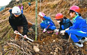 桜の苗木を植える児童=那賀町横石