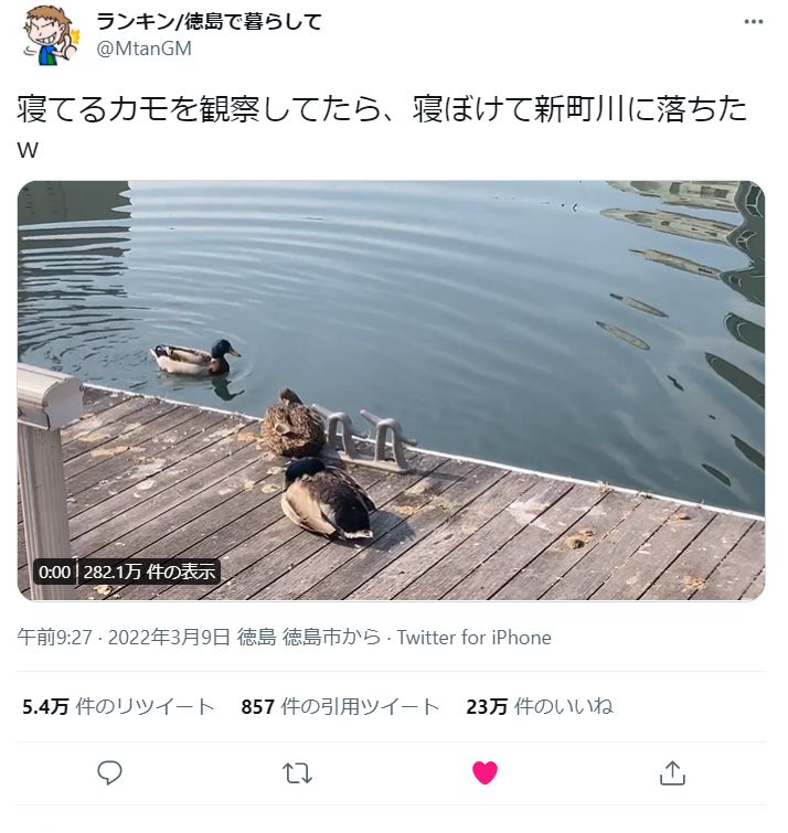 川に落ちたカモの動画がtwitterで話題に ２日で2万回再生 暮らし Pickupニュース 徳島新聞デジタル